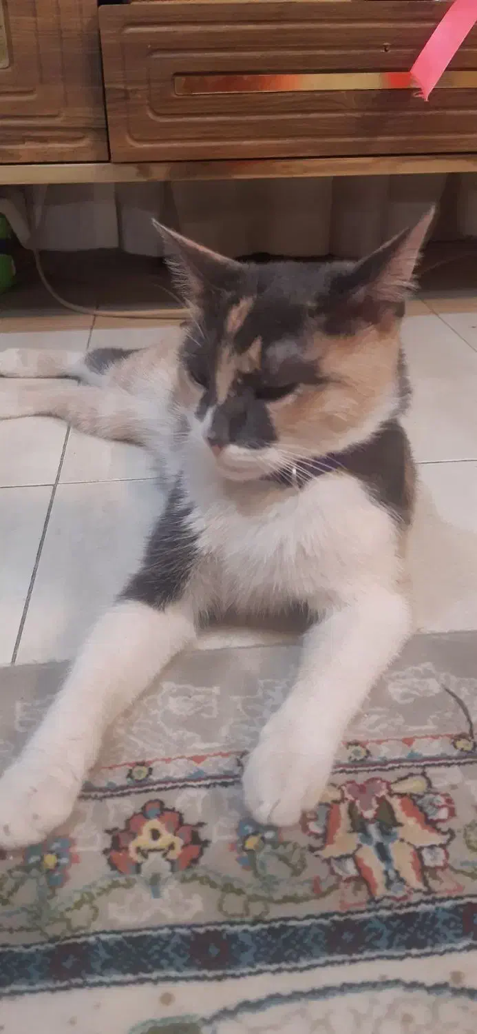 گمشده|حیوانات|مشهد, فرهنگ|دیوار