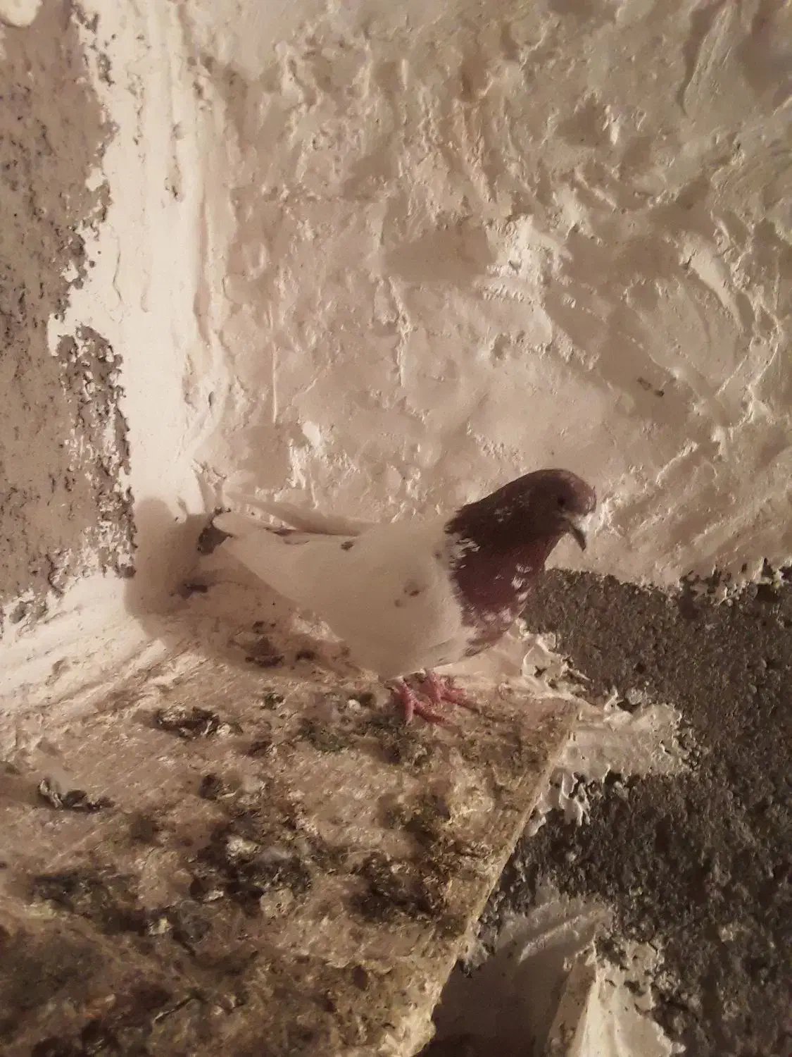 طوقی ککلی|پرنده|اردبیل, |دیوار