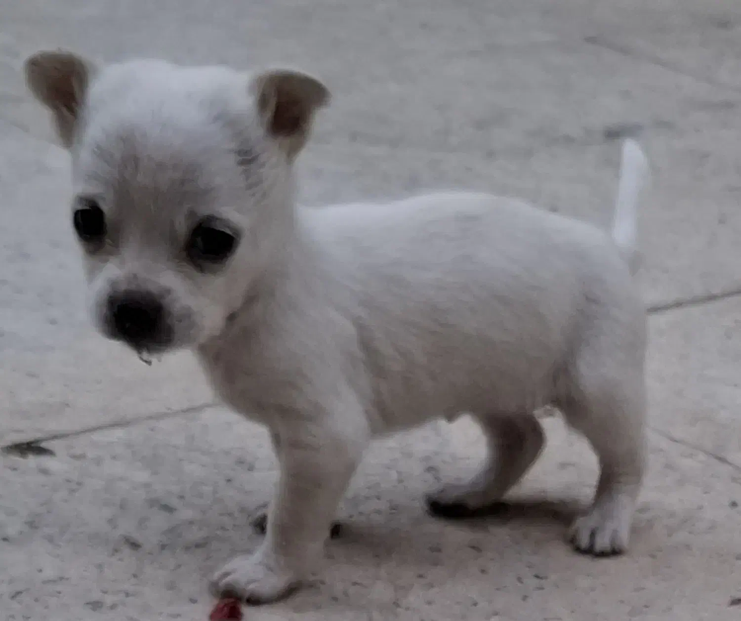 توله سگ|سگ|شیراز, شهرک رضوان|دیوار