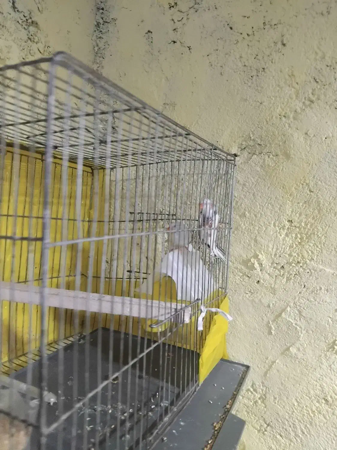 پرنده|پرنده|ایرانشهر, |دیوار