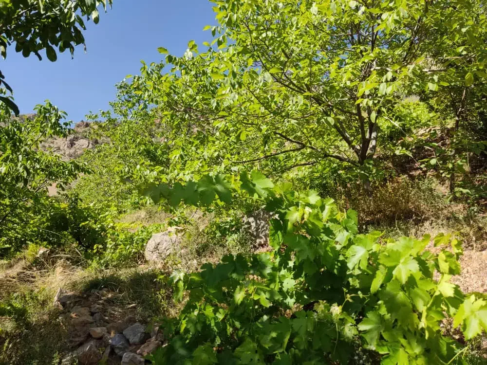 باغ سیسخت|فروش زمین و ملک کلنگی|سی‌سخت, |دیوار