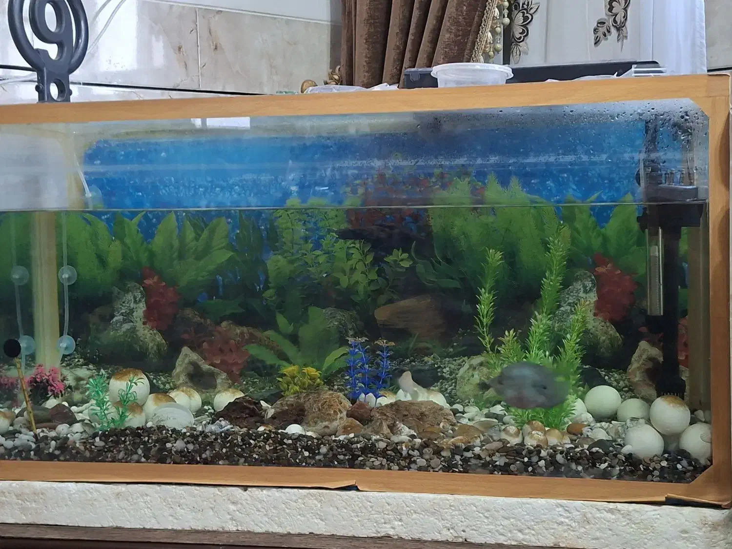 آکواریوم|ماهی|نجف‌آباد, امیرآباد|دیوار