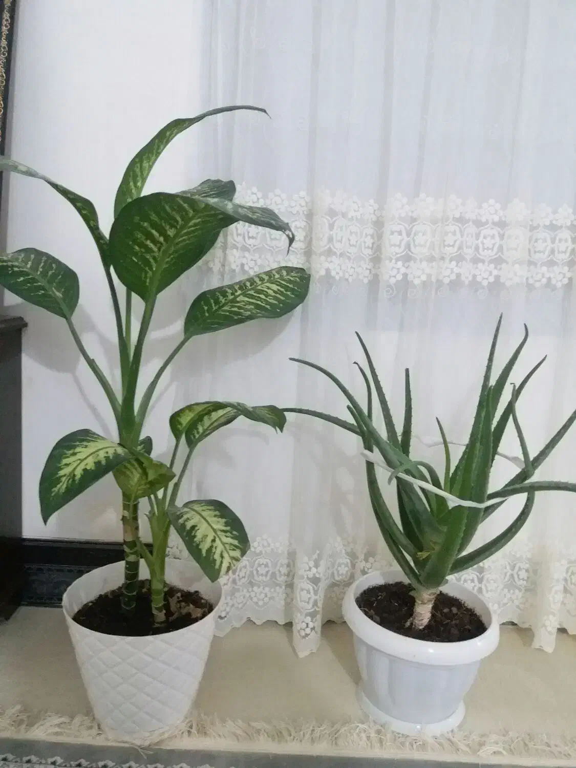 گل طبیعی و دمپای|گل و گیاه طبیعی|جوانرود, |دیوار