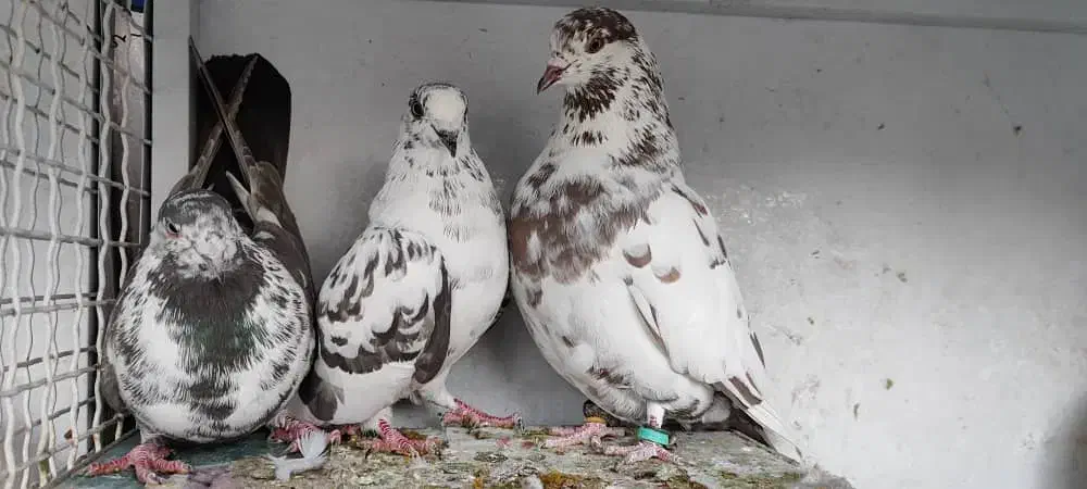 کفتر گلی ماده|پرنده|شیراز, بریجستون|دیوار