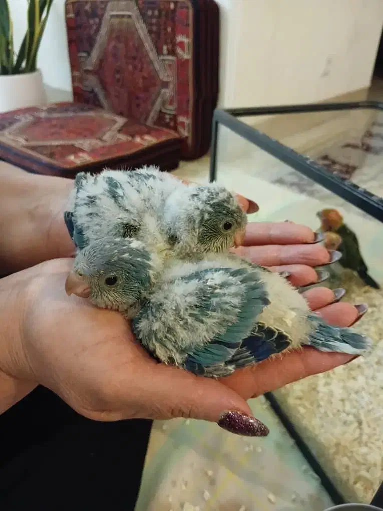 فروش طوطی راحب و خورشیدی سرلاکی درجه یک|پرنده|چالوس, |دیوار