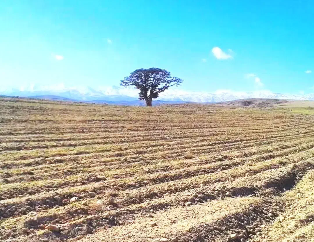 زمین ۳۲۶۰ متر ،سند تک برگ شخصی طرقبه مایون|فروش دفتر صنعتی، کشاورزی، تجاری|مشهد, آبادگران|دیوار
