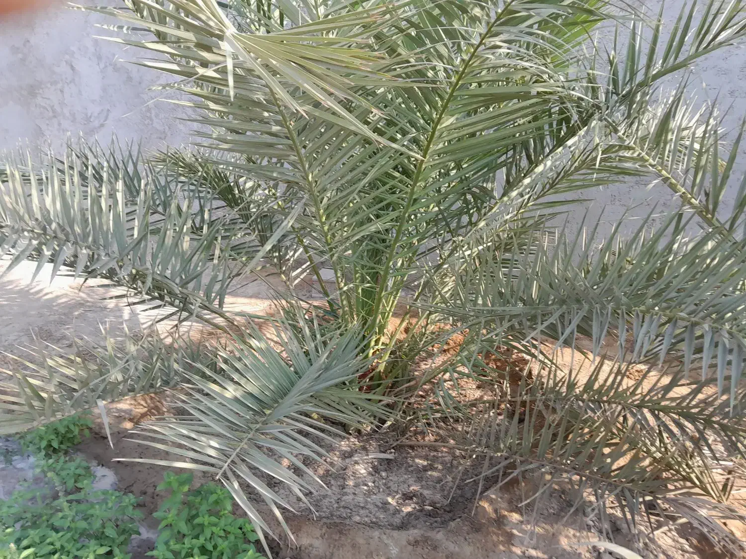 نخل قصب خنیزی خاصویی|گل و گیاه طبیعی|خورموج, |دیوار