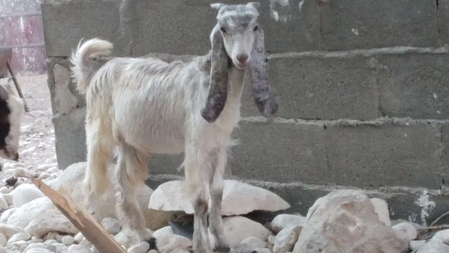 کهره نر|حیوانات مزرعه|بندر کنگان, |دیوار
