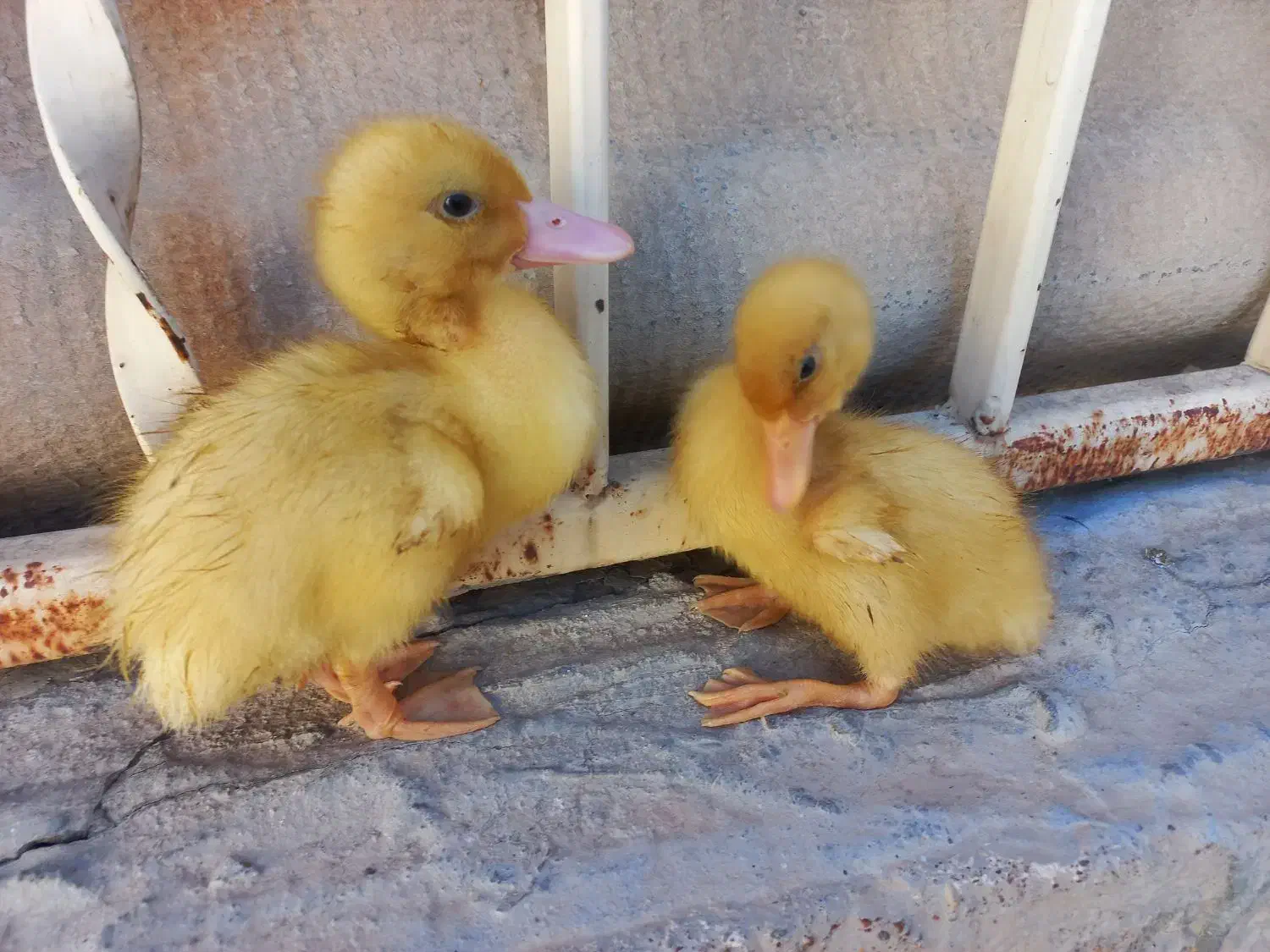 دو تا جوجه اردک|حیوانات مزرعه|فسا, |دیوار