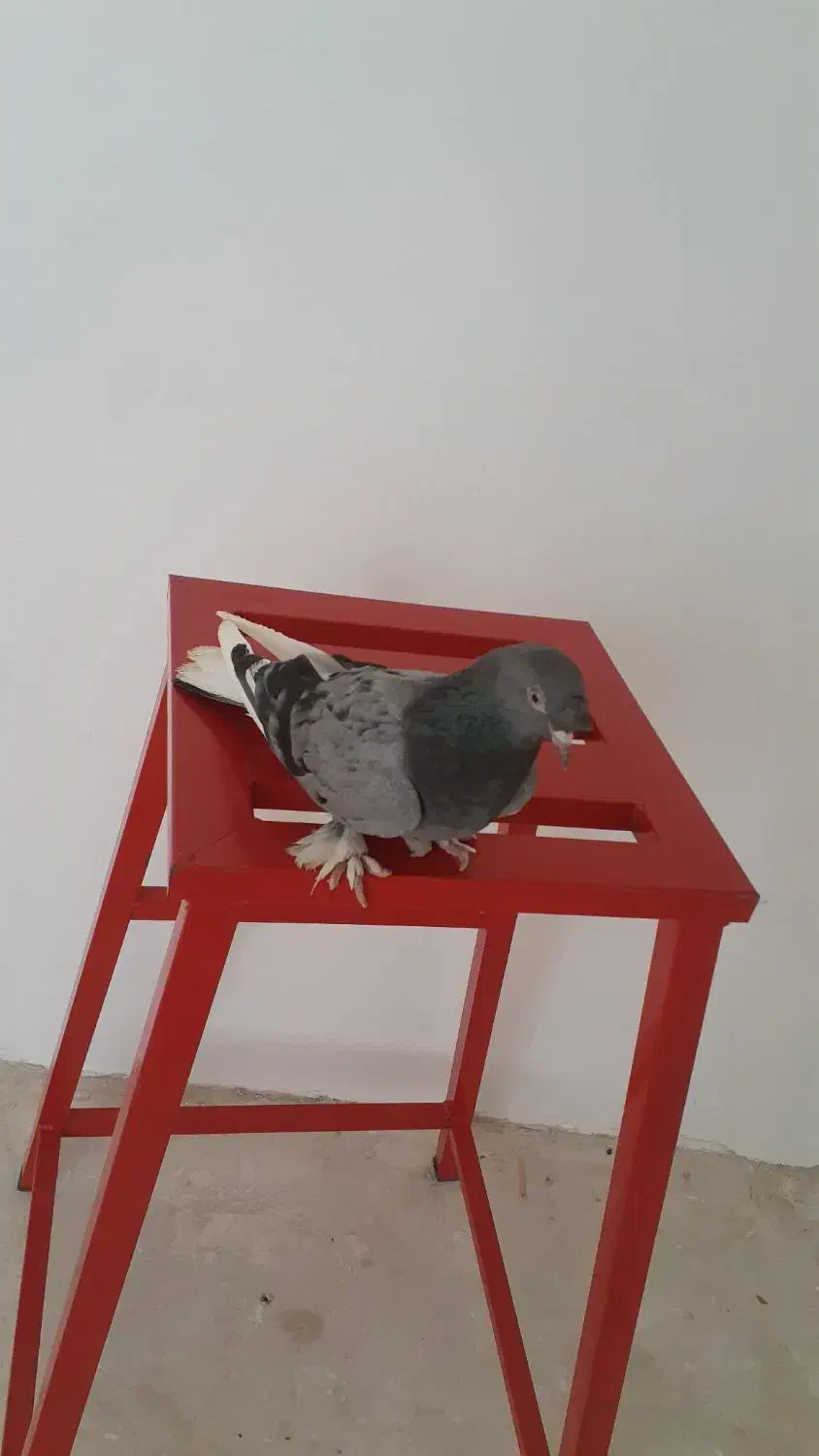 کبوتر|حیوانات|تبریز, |دیوار