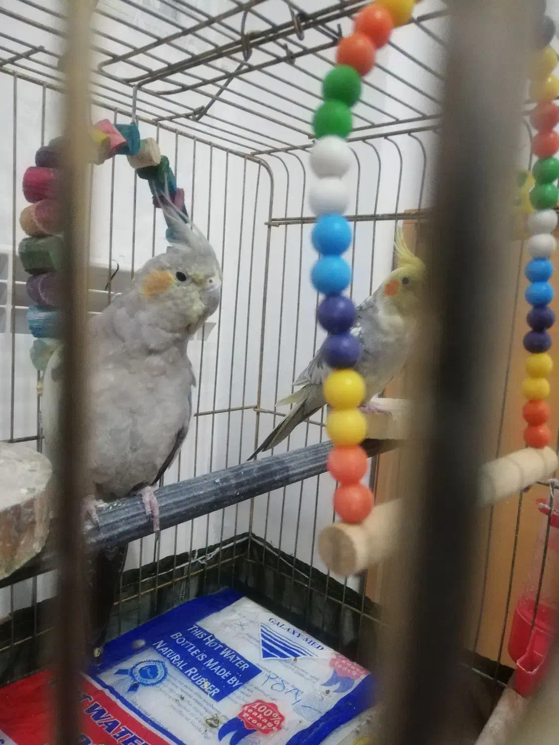 عروس هلندی مولد|پرنده|سقز, |دیوار