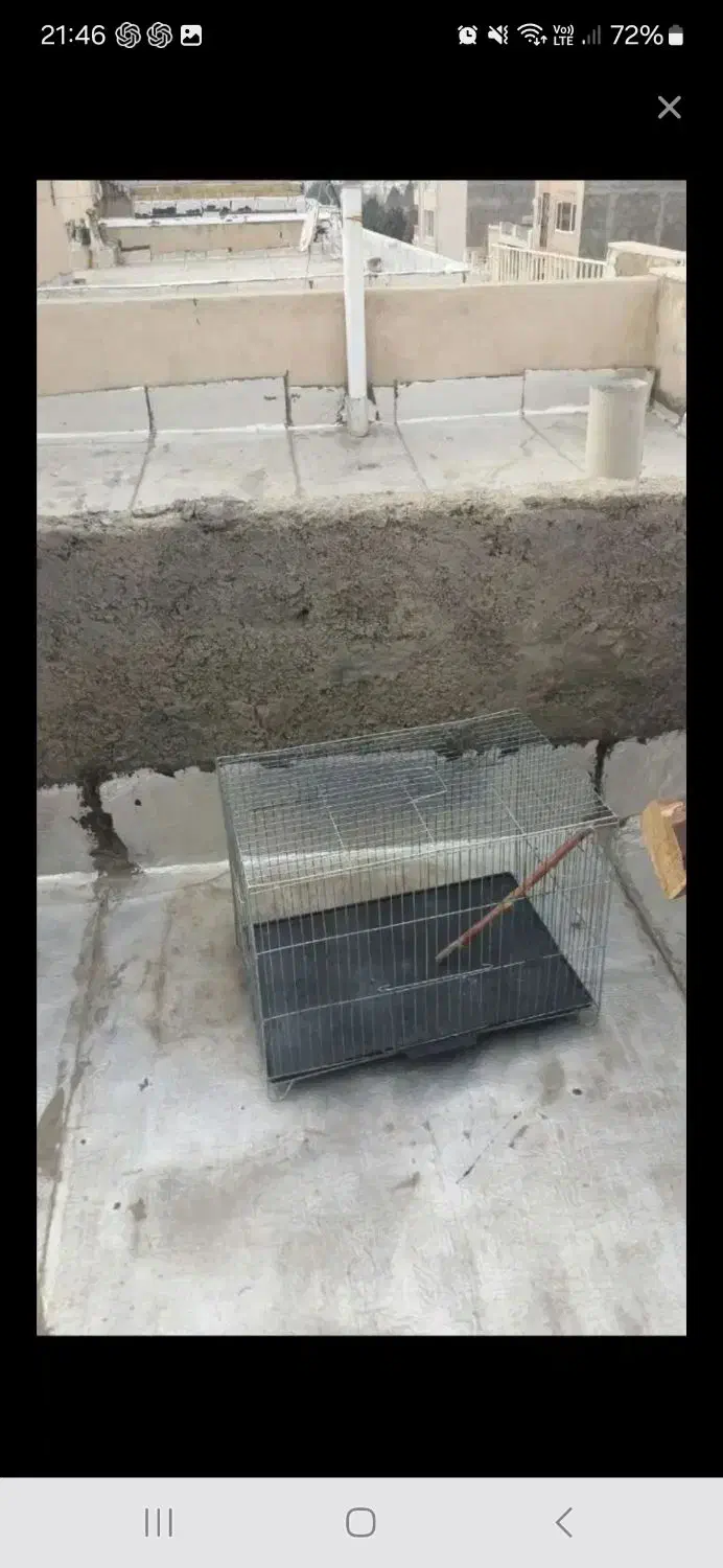 قفس پرنده|لوازم جانبی حیوانات|قزوین, |دیوار