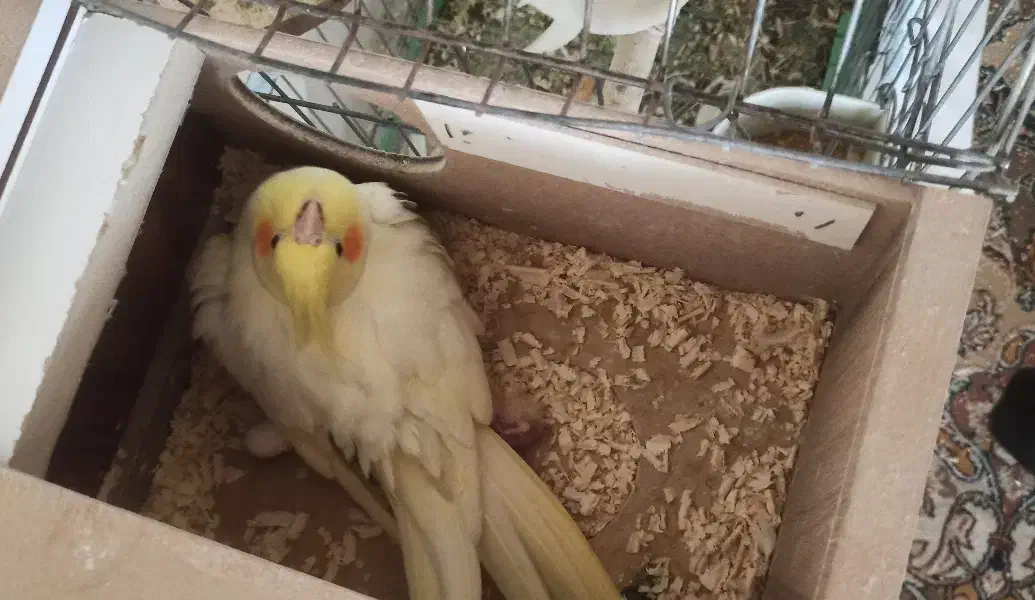 فروش عروس هلندی مولد|پرنده|اصفهان, ارداجی|دیوار