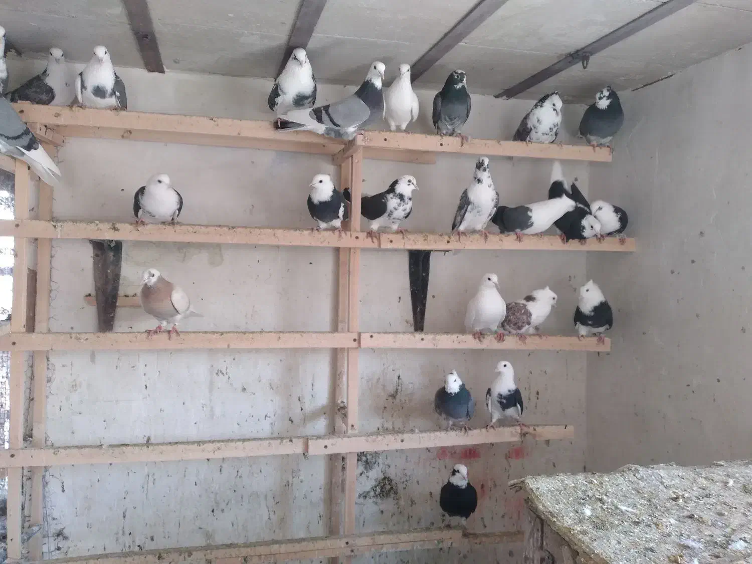 کبوتر جوجه ابلغ|پرنده|تهران, میدان میوه و ترهبار مرکزی|دیوار