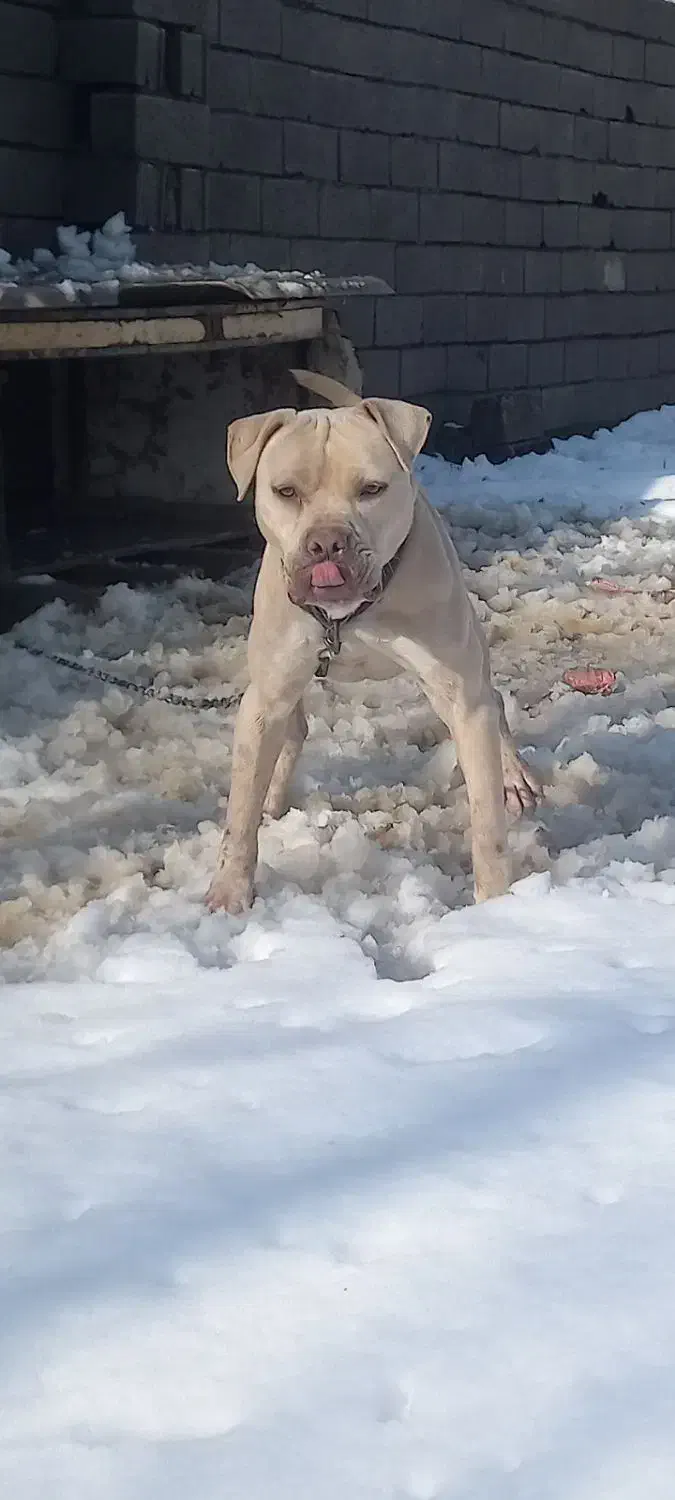 پیتبول|سگ|لاهیجان, شیشه گران|دیوار