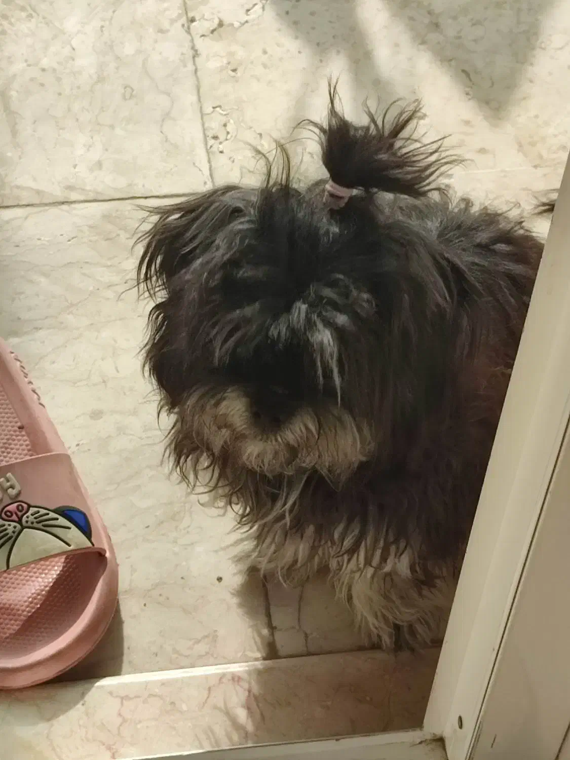 حیوان خانگی|سگ|بادرود, |دیوار