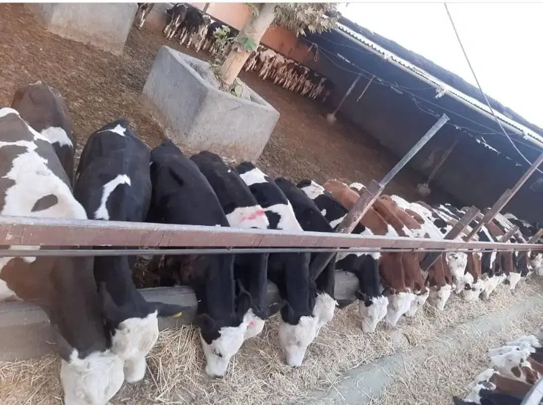 فروش سمینتال۹۰تا۳۰۰کیلو|حیوانات مزرعه|لار, |دیوار