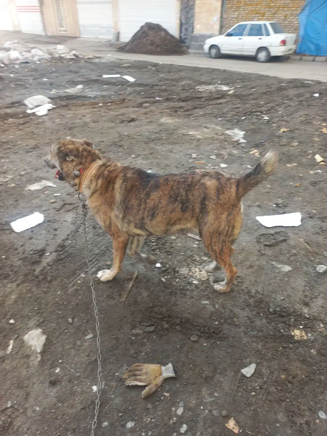 واگذاری سگ نگهبان|سگ|مشهد, حضرت حجت|دیوار