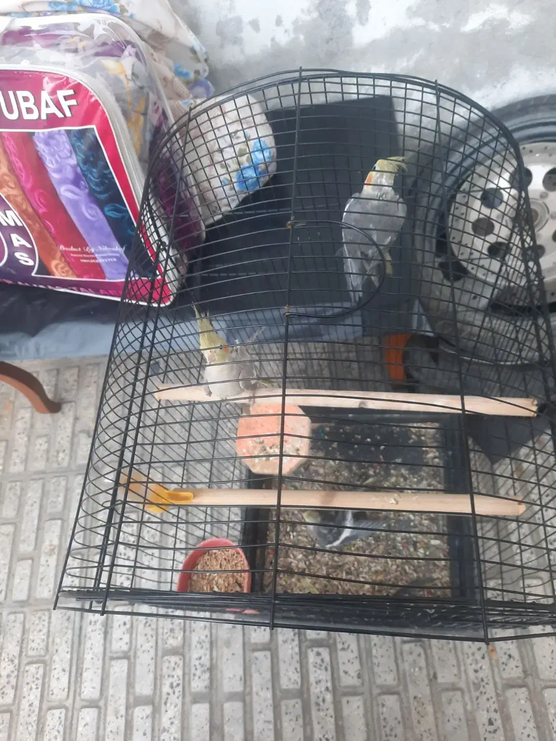 عروس هلندی و ۱ کوتوله|پرنده|گرگان, |دیوار