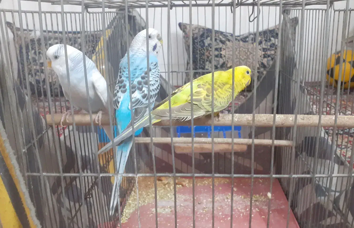 پرنده ی خونگی مرغ عشق|پرنده|اصفهان, منتظرالمهدی|دیوار