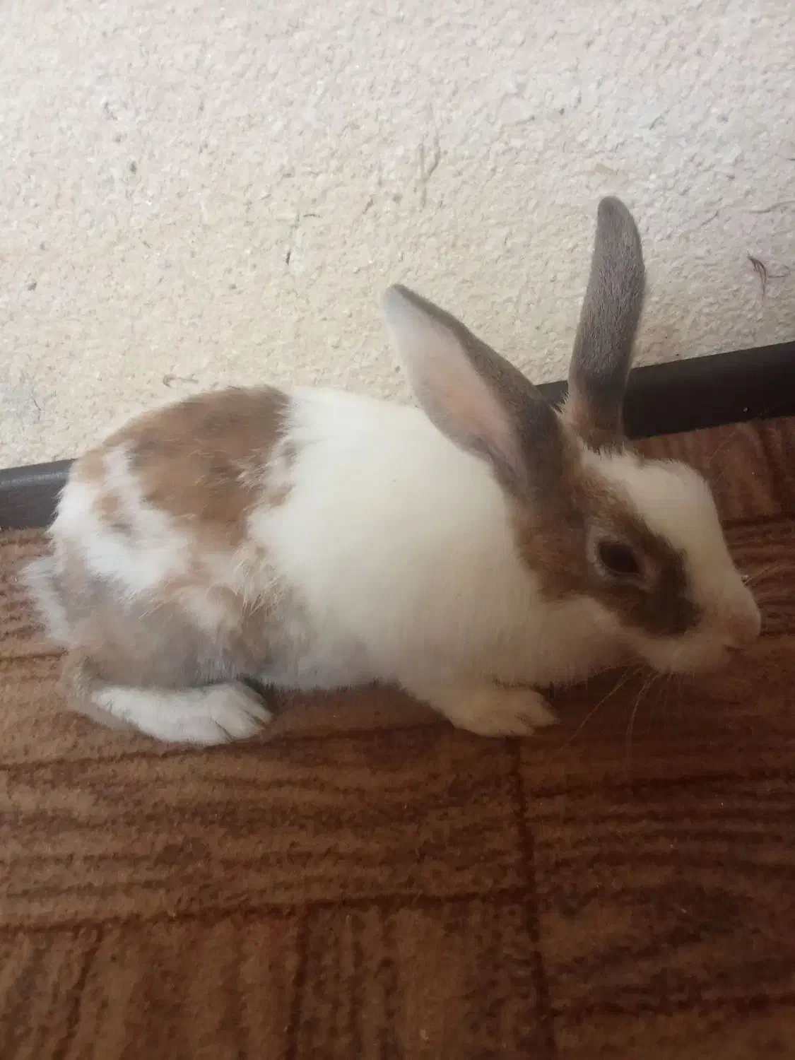 خرگوش|موش و خرگوش|پیشوا, |دیوار