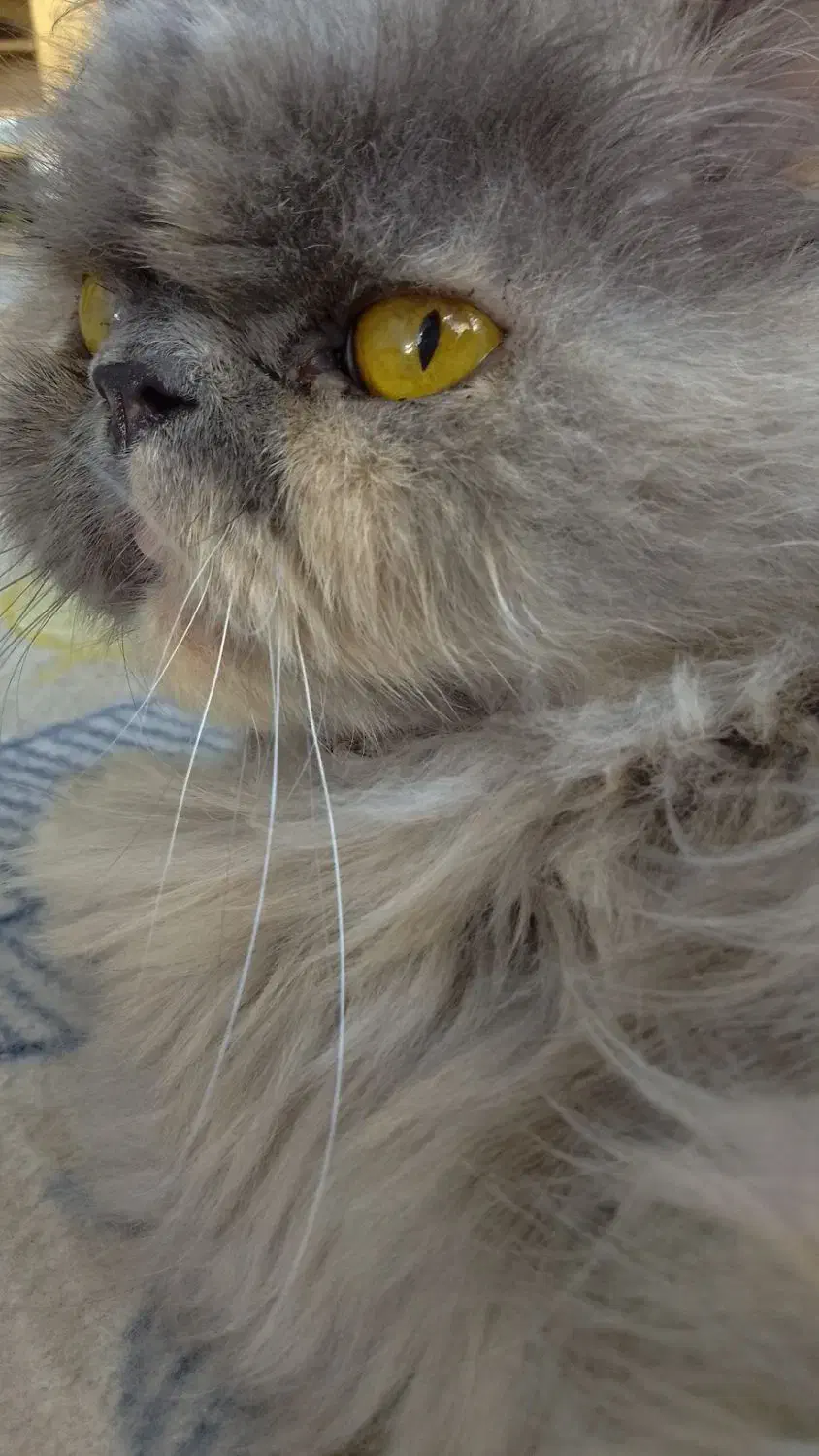 گربه پرشین|گربه|بهارستان, |دیوار