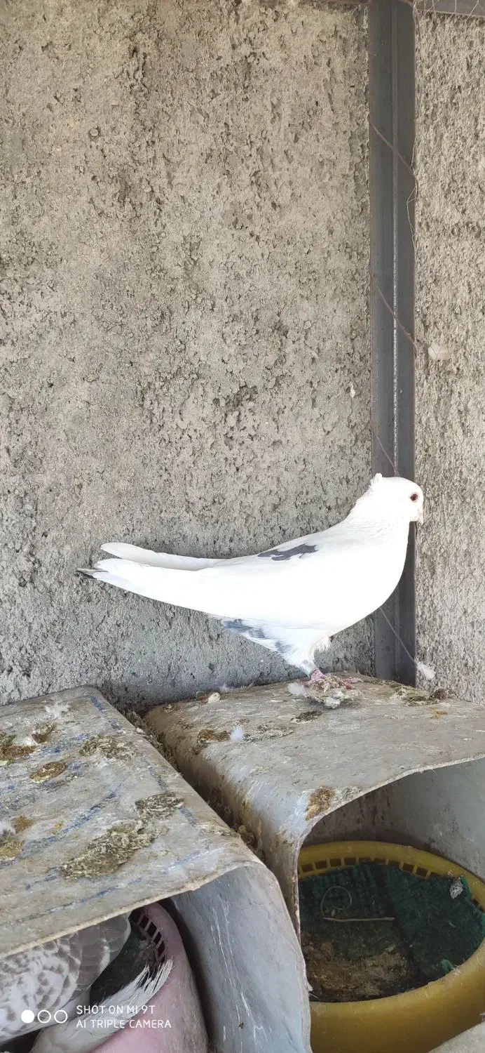 کبوتر نقش معاوضه با قلیان یا پاسور|پرنده|لردگان, |دیوار