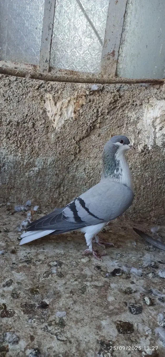 کبوتر رنگی آس|پرنده|آزادشهر, |دیوار