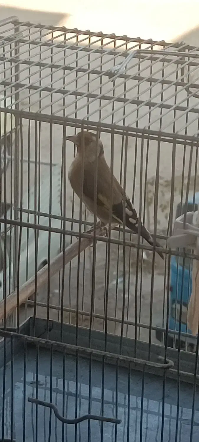 سهره نر درجه یک|پرنده|فردیس, شهرک ۱۱۰|دیوار