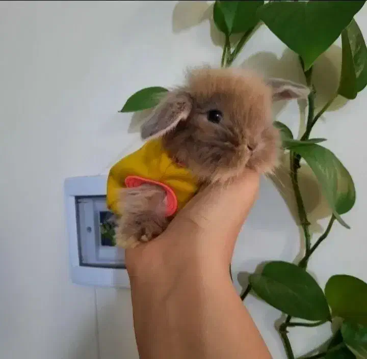 خرگوش مینیاتوری|موش و خرگوش|اراک, |دیوار