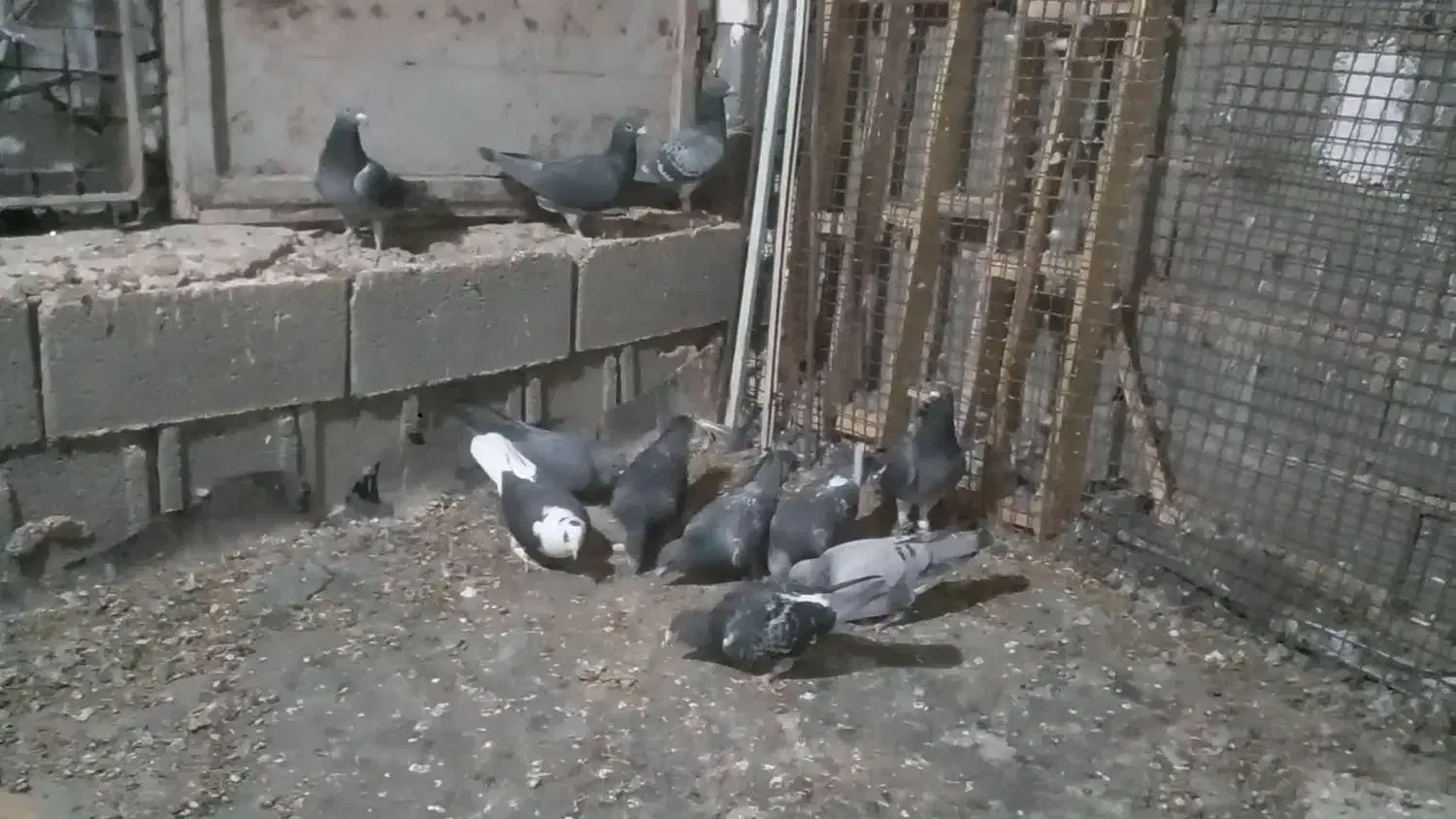 دسته کبوتر|پرنده|کوه چنار, |دیوار