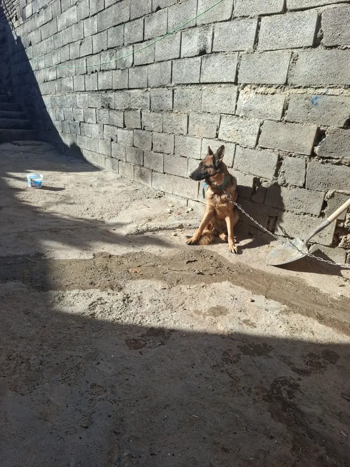 شهرکرد|سگ|لاران, |دیوار