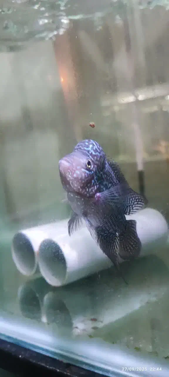 ماهی فلاور|ماهی|اصفهان, بهارستان|دیوار