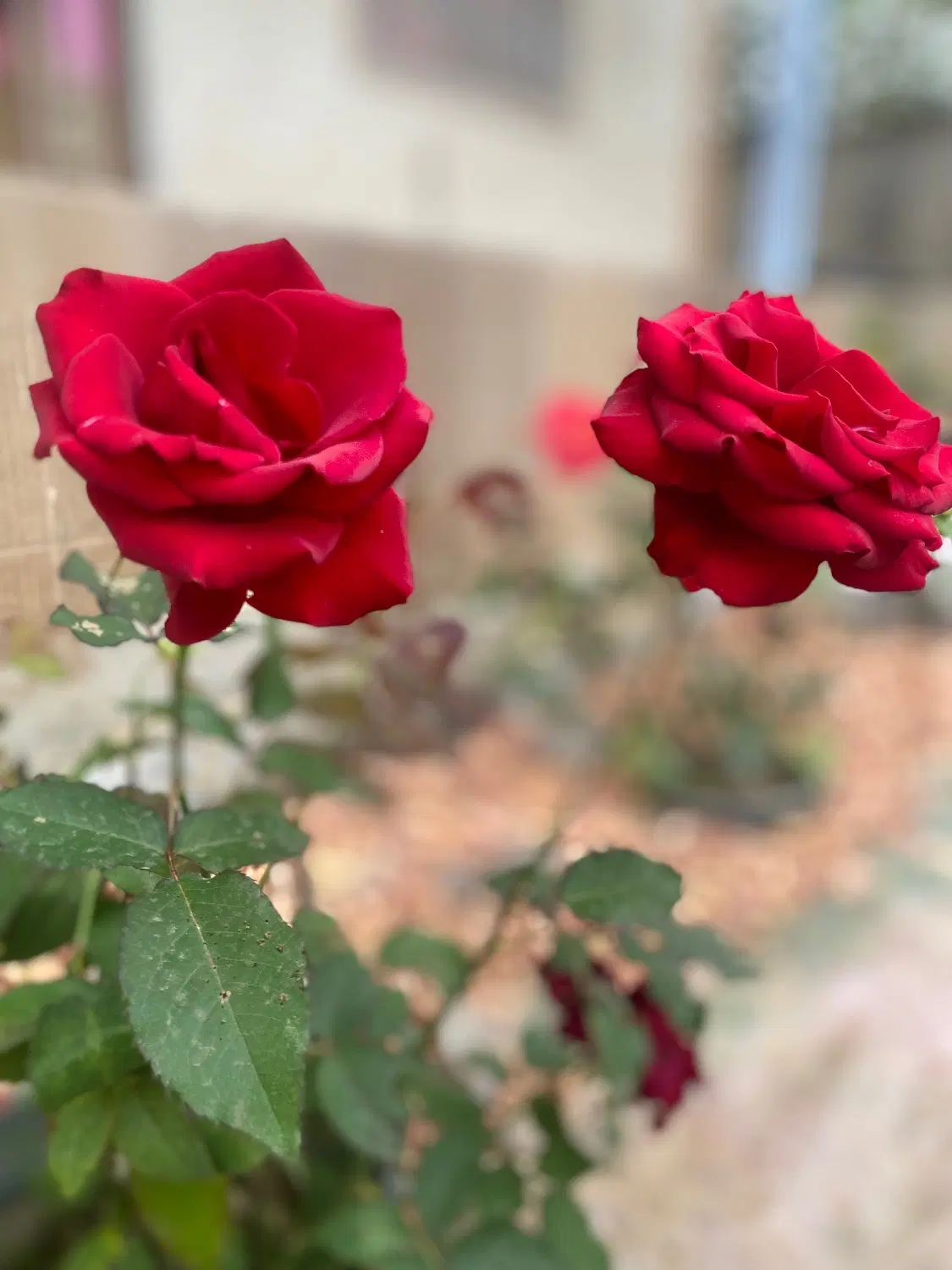 طراحی و احداث فضای سبز و تهیه گل و گیاه|خدمات باغبانی و درختکاری|تهران, شهرک ولیعصر شمالی|دیوار