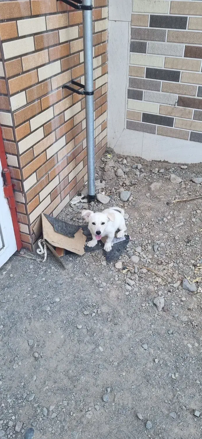 سلام سگ سالمه معاوضه دارم با گوسفند کوچیک|سگ|جیرفت, |دیوار