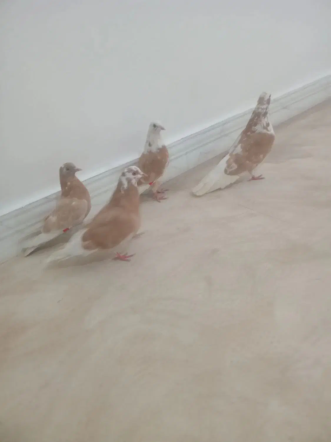 کفتر خوشگل|پرنده|نقده, |دیوار