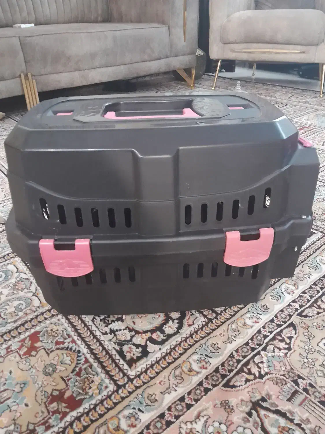 واگذاری گربه با وسایل نگهداری|گربه|زنجان, |دیوار