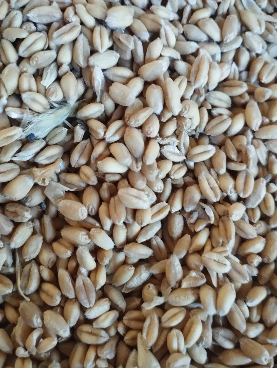 گندم آبی درجه یک|عمدهفروشی|دورود, |دیوار