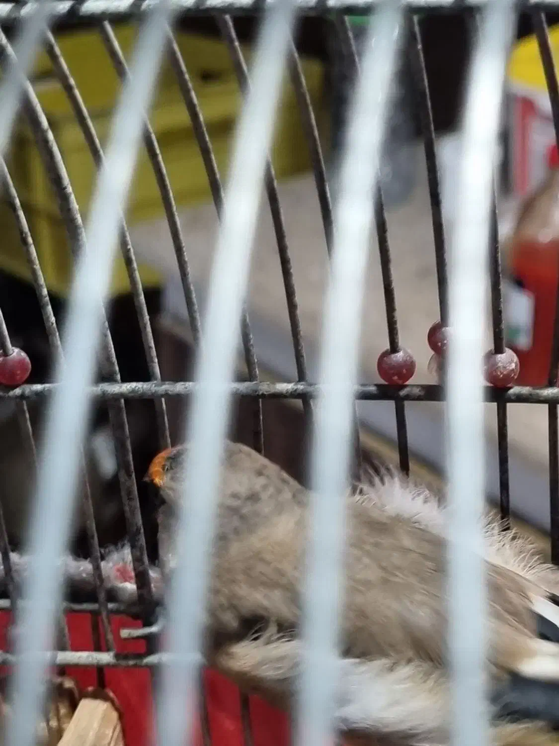 سهره دورگه زاغ|پرنده|شیراز, شهرک بهار|دیوار