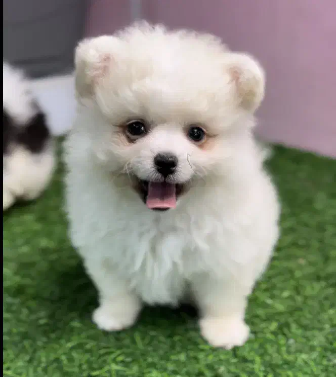 فروش پامرانین واکسینه با ضمانت|سگ|کرج, کوی امامیه|دیوار