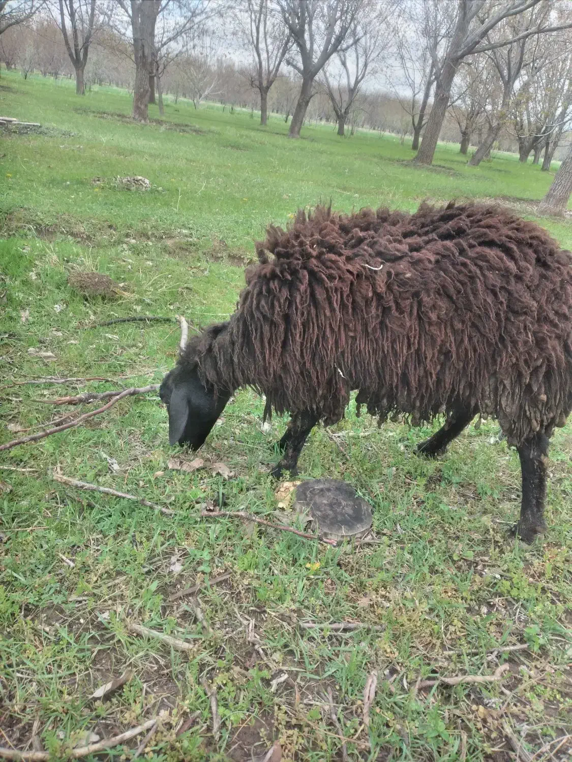 میش|حیوانات مزرعه|نهاوند, |دیوار