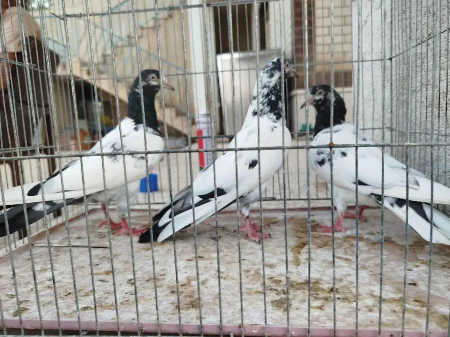 کبوتر تیدی اصل|پرنده|شیراز, اکبر آباد|دیوار