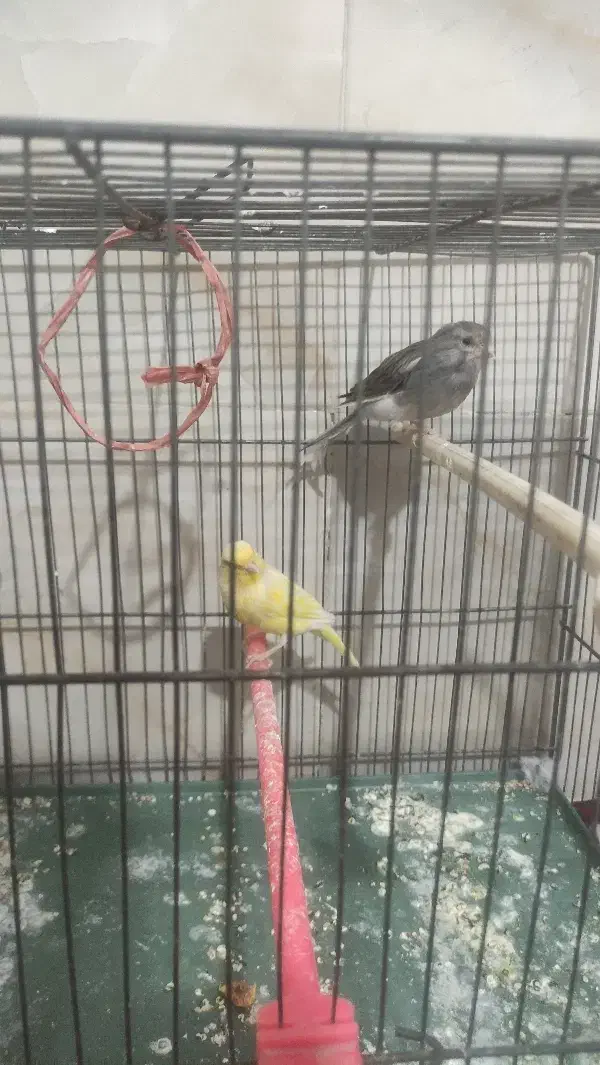 قناری نر و ماده|پرنده|قزوین, |دیوار