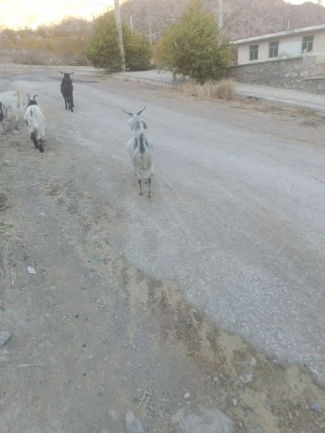 بز زاییده وابستن|حیوانات مزرعه|ناغان, |دیوار