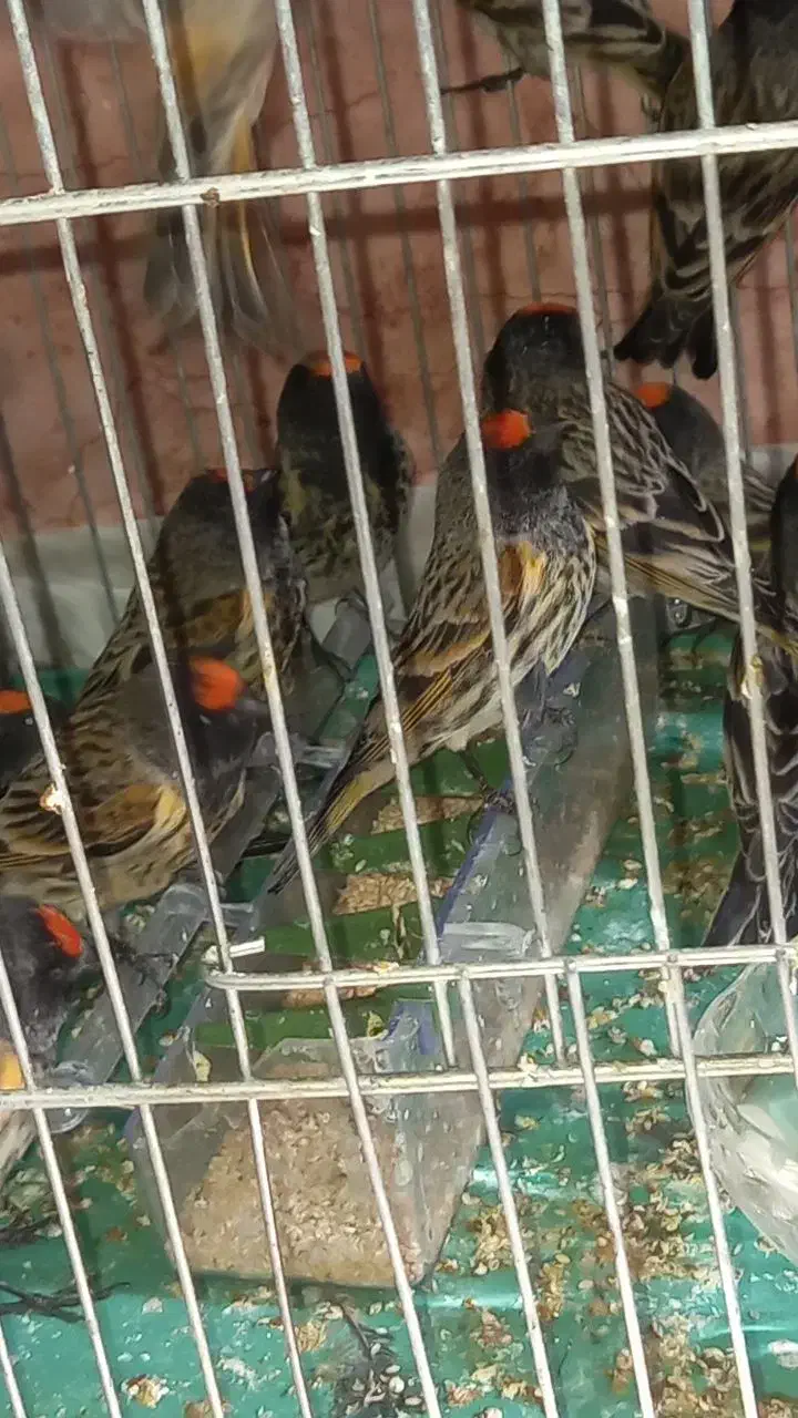 گلبسر نر خوشگل|پرنده|دورود, |دیوار