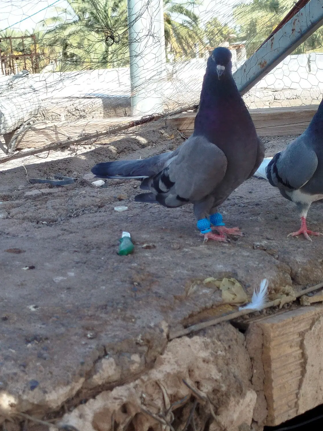 سبز ماده|پرنده|بم, |دیوار