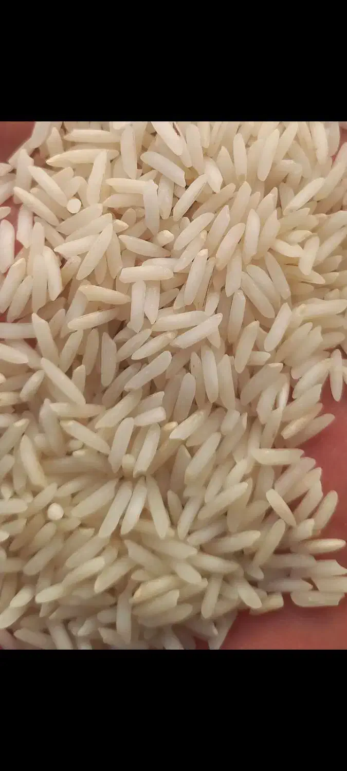 بهترین برنجهای شمال|خوردنی و آشامیدنی|اردبیل, |دیوار