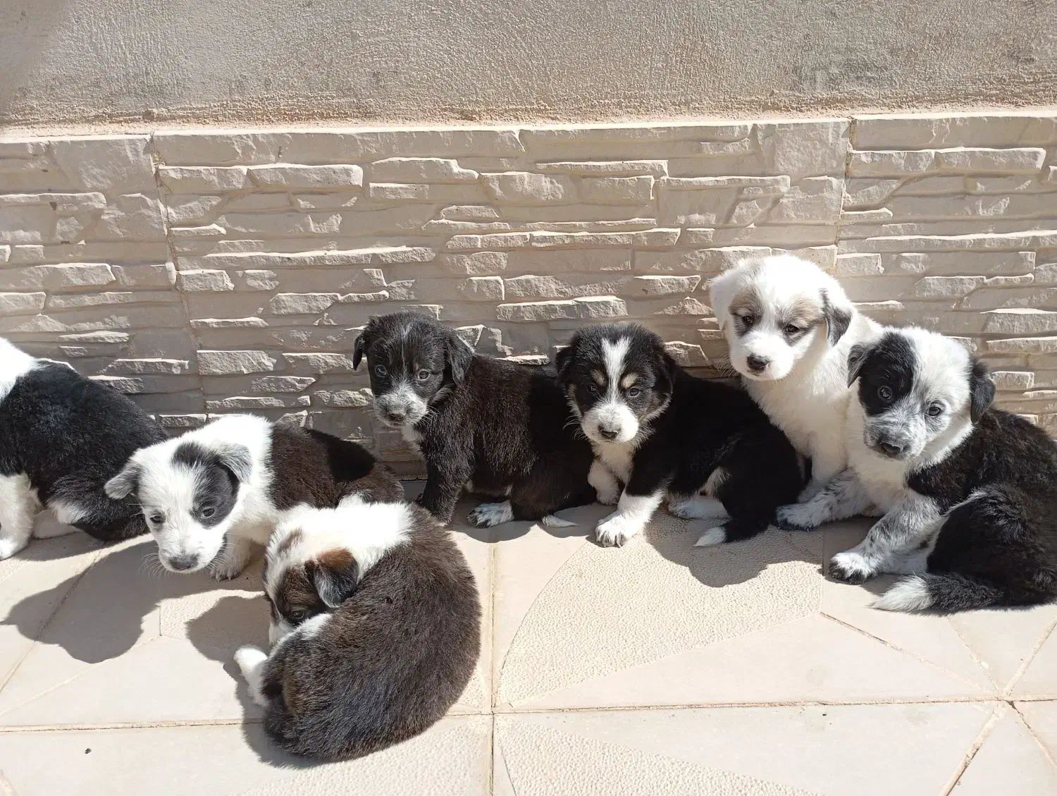 واگذاری رایگان|سگ|شاهرود, |دیوار