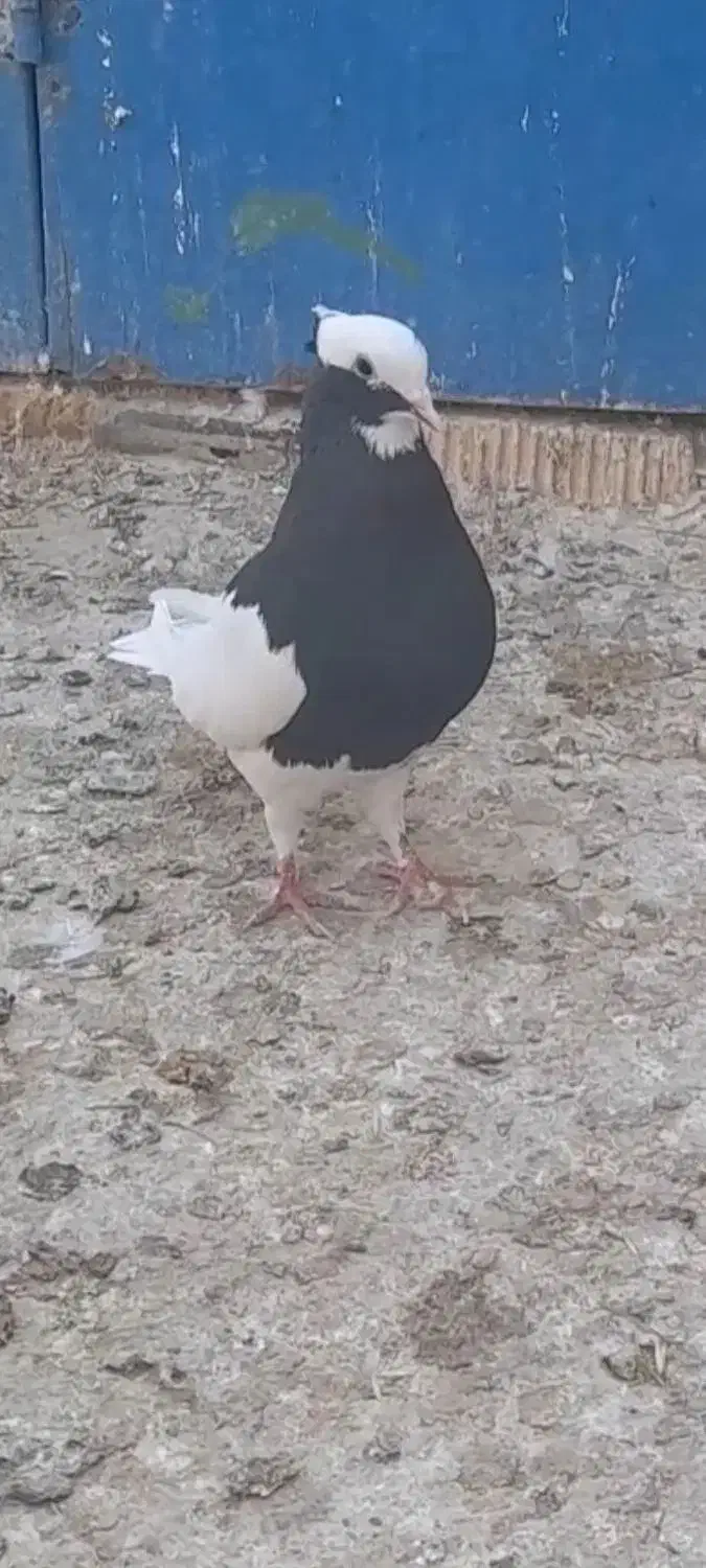 کفتر|حیوانات|مرودشت, فرهنگ|دیوار