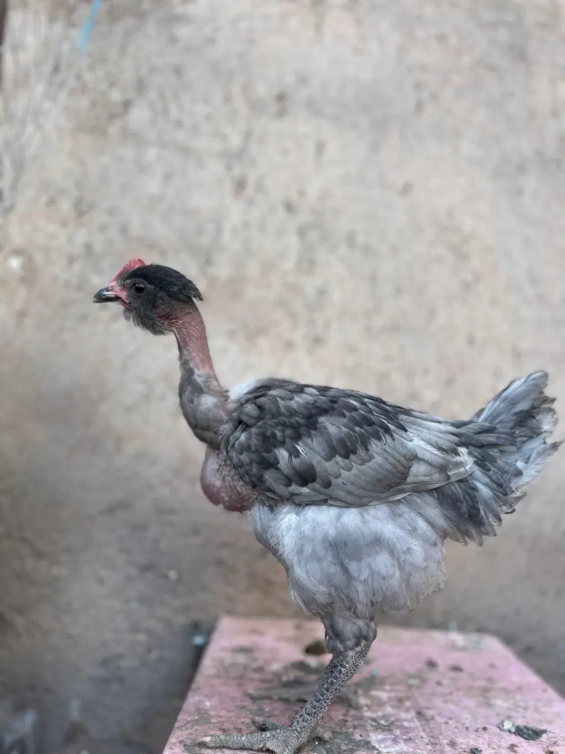 جوجه خروس گردن لختی محلی|حیوانات مزرعه|قزوین, |دیوار